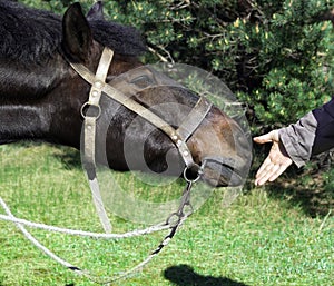 A man`s hand gives his hand to the horse`s horse harnessed knot knots