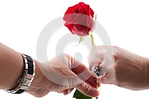 Man's hand giving a red rose to a womans hand