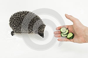 A man`s hand hands a hedgehog to a prickly animal of wild nature a mammal with needles sliced cucumber on a white background