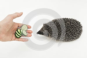 A man`s hand hands a hedgehog to a prickly animal of wild nature a mammal with needles sliced cucumber on a white background