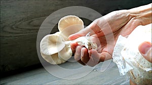 Man`s Hand Harvesting Matured Indian Oyster Mushrooms Grown as Houseplant