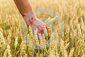 Man`s hand holding barley. Agriculture. Sunset. Farmer touching his crop with hand in a golden wheat field. Harvesting, organic