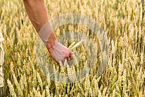 Man`s hand holding barley. Agriculture. Sunset. Farmer touching his crop with hand in a golden wheat field. Harvesting, organic