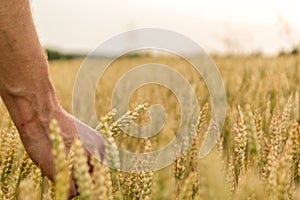 Man`s hand holding barley. Agriculture. Sunset. Farmer touching his crop with hand in a golden wheat field. Harvesting, organic