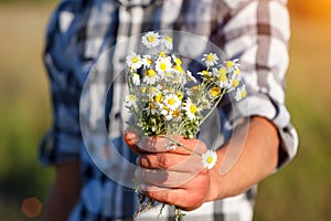 Man`s hand holding a bouquet of daisies, the concept of relationship and love