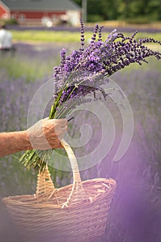 Man\'s Hand Holding a Bouquet of Purple Lavender and Basket in Lavender Field