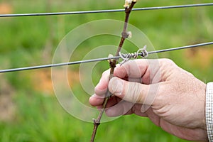 A Man`s Hand Holding the Budding Vine in a Vineyard