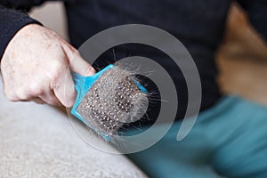 A man`s hand holding the cat comb brush with gray fur