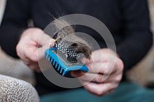 A man& x27;s hand holding the cat comb brush with gray fur and cleaning it