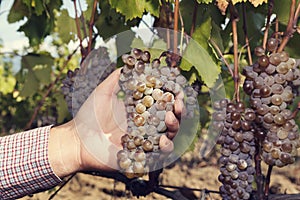 Man`s hand holding cluster of grapes. Landscape image.