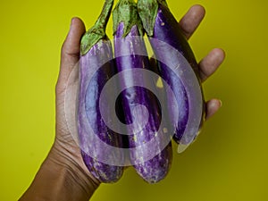 man's hand holding eggplant or Solanum melongena 