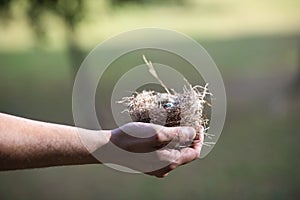 Man's hand holding empty bird's nest