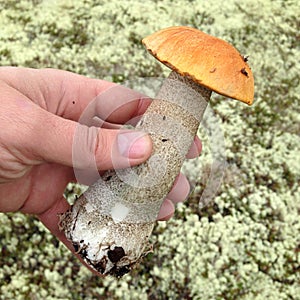 Man`s hand holding the flywheel mushroom, reindeer moss on background