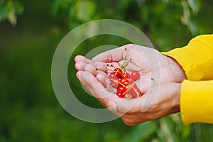 A man`s hand is holding a freshly picked ripe fruit of a red sweet cherry with sprigs and a vinelet on a background of grass.