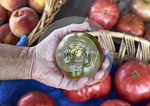 Mano posesión verde tomate sobre el convertirse en nuevo leotardo 