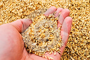 A man`s hand holding a handful of rice chaff