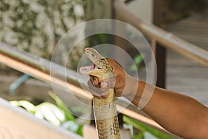 The man`s hand is holding the King cobra