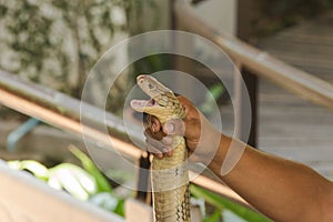 The man`s hand is holding the King cobra