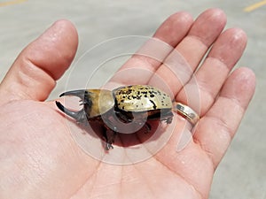 Man`s hand holding large male hercules beetle with horns