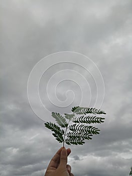 a man\'s hand holding a leaf