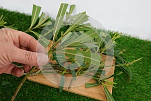 man's hand holding oleander branch for cutting. propagate oleander by cutting