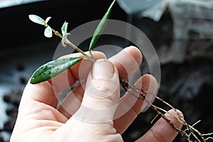 man's hand holding olive branch reproduced by cutting. olive branch with roots