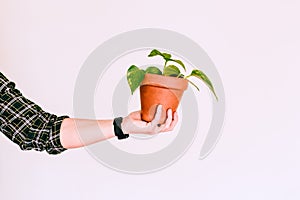 Man`s hand holding Potos plant Epipremnum aureum in terracotta pot on white background, copy space