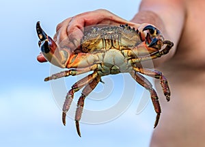 Man`s hand holding sea crab with threatening claws in defending pose at summer seaside on blue sky background