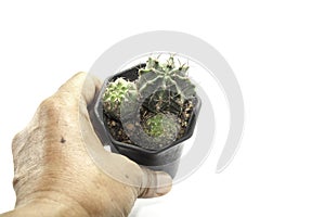 Man`s hand holding a small green cactus in a flowerpot on a white background, photographed in my home studio