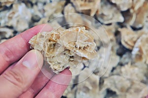 A man`s hand holding a stone flower. Desert rose is known to the inhabitants of the Sahara. In some countries,