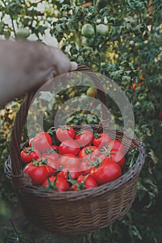 Man`s hand holding a tomatoes basket