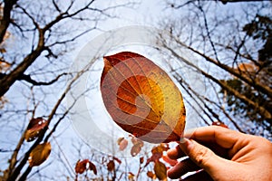 Man`s hand holds big red and orange old leaf against clear blue autumn sky, seasonal background