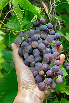 A man`s hand holds a bunch of ripe grapes against a background of green leaves