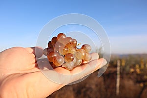 A man& x27;s hand holds a bunch of white grapes in his hand on the background of a vineyard and blue sky