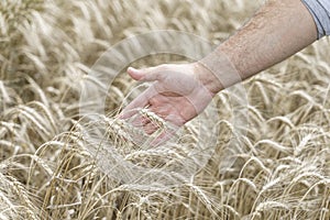 A man`s hand holds ears of ripe wheat