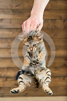 man`s hand holds a kitten by the withers photo
