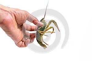 Man`s hand holds a one live green crayfish. White background.