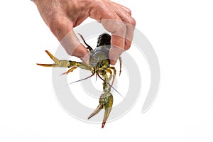 Man`s hand holds a one live green crayfish. White background. Catching crayfish for human consumption