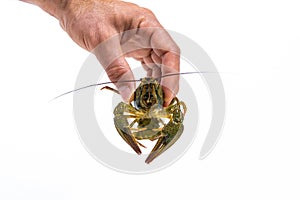 Man`s hand holds a one live green crayfish. White background. Catching crayfish for human consumption