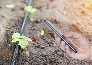 A man s hand holds a phone, in the background of a garden with plants and modern smart watering. The concept of electronic smart