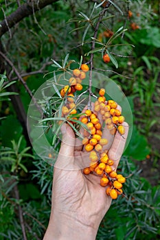 A man`s hand holds ripe sea-buckthorn berries on a branch in the garden. A healthy organic product