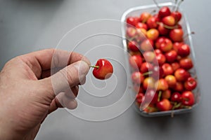 A man`s hand holds a ripe sweet cherry berry.  A new crop of red berries in a transparent tray in the background. Healthy Food.