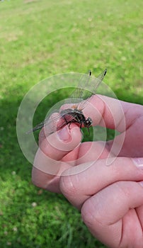 Insect dragonfly held by a human hand against a background of bright green grass.