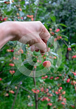 A man`s hand holds a small paradise apple with green leaves in the garden