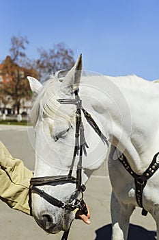 The man`s hand holds a white horse under the bridle, close-up, side view