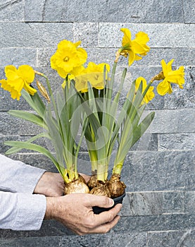 Man`s hand holds yellow narcissus flowers on a pot. Grey stone wall background. Spring flower as a gift for holiday. Fresh