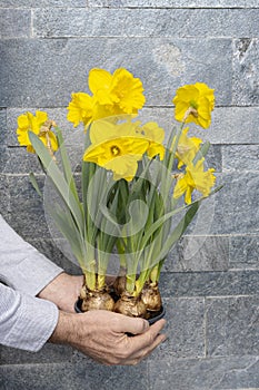 Man`s hand holds yellow narcissus flowers on a pot. Grey stone wall background. Spring flower as a gift for holiday. Fresh