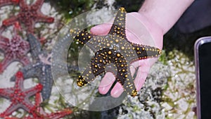 Man's Hand Holds a Yellow Starfish over Transparent Ocean Water by Coral Reef