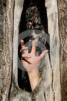 Hand with sticks out of hollow of an old tree. help in difficult situations, problem of ecology