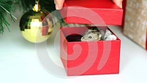 A man's hand opens a red gift box on the background of a Christmas tree. Gift